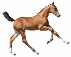 Pferd Quelle Dame van 't Hambos (Belgisches Warmblut, 2016, von Emerald van 't Ruytershof)