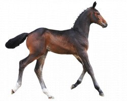 Pferd Quickly van 't Klavertje Vier (Belgisches Warmblut, 2016, von Cornet Obolensky)