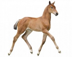 Pferd Caselle DC Z (Zangersheide Reitpferd, 2016, von Casall Ask)