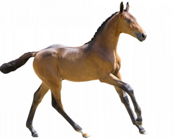 horse Commic V.V. (Belgian Warmblood, 2016, from Comme il Faut)
