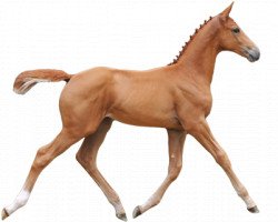 Pferd Quadira van den Bosdam (Belgisches Warmblut, 2016, von Matisse de Mariposa)
