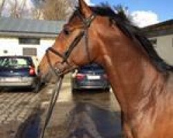 stallion Mr. Cielo Odth Z (Zangersheide riding horse, 2011, from Mr Blue)