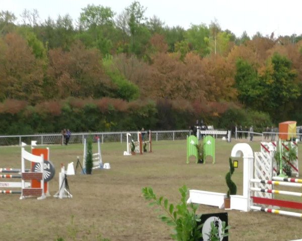 Reitturnier Wernigerode 2019