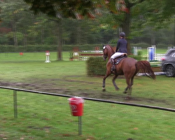 Reitturnier Wedel-Catharinenhof 2019