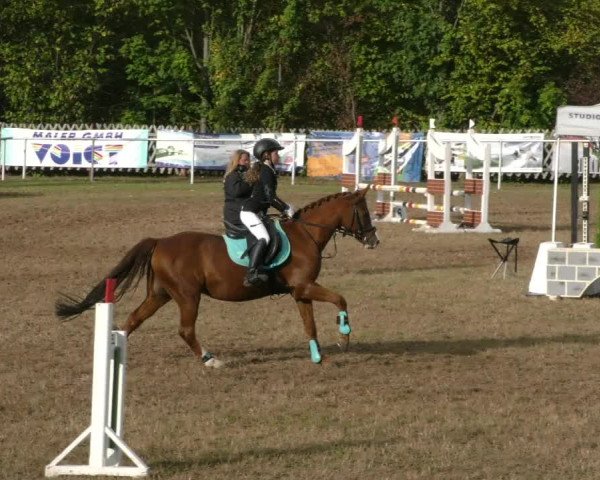Reitturnier Wernigerode 2019