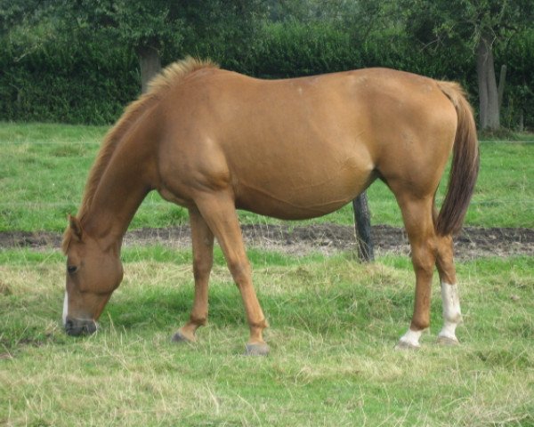 broodmare Ode de Bellevue (Belgium Sporthorse, 1998, from Papillon Rouge) broodmare Ode de Bellevue (Belgium Sporthorse, 1998, from Papillon Rouge)