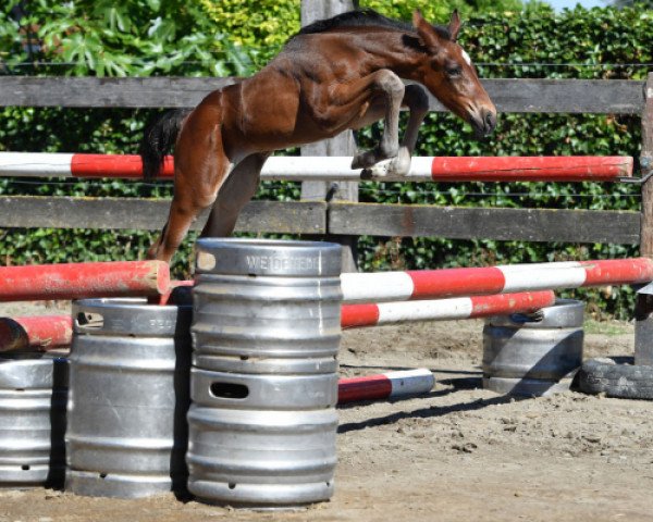 Pferd Quinoa vd Bisschop (Belgisches Warmblut, 2016, von For Pleasure)