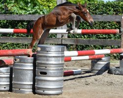 Pferd Quinoa vd Bisschop (Belgisches Warmblut, 2016, von For Pleasure)