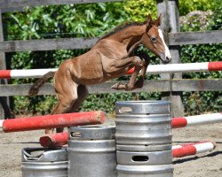 Springpferd Querly vd Bisschop ET (Belgisches Warmblut, 2016, von Vigo d'Arsouilles)