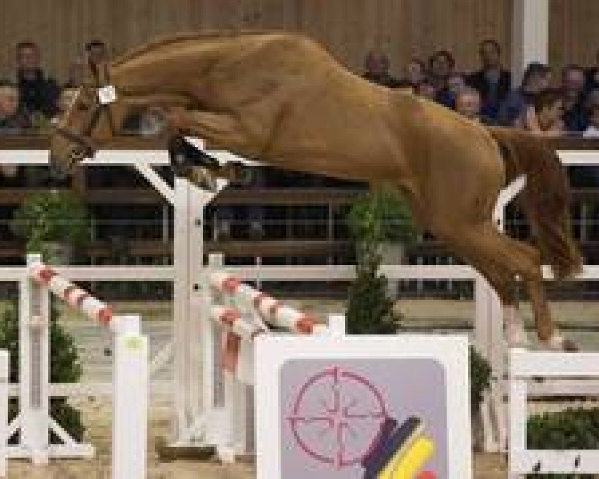 Deckhengst Matisse de Mariposa (Belgisches Warmblut, 2012, von Diamant de Semilly)