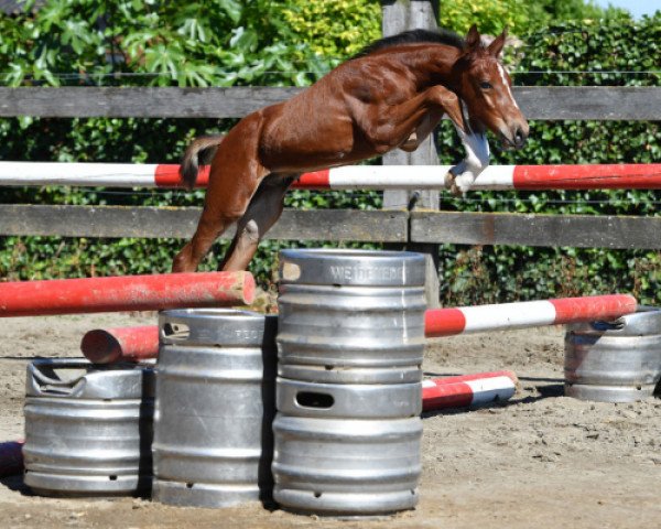 horse Quintus vd Bisschop ET (Belgian Warmblood, 2016, from Matisse de Mariposa)