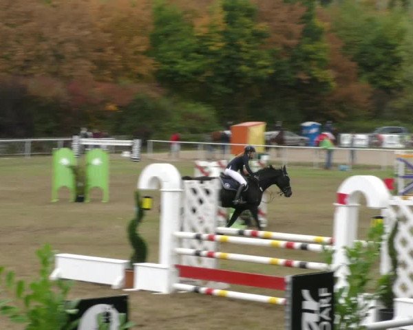 Reitturnier Wernigerode 2019
