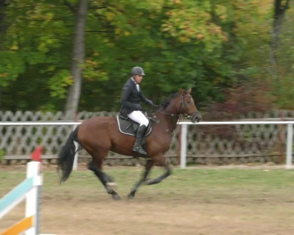 Reitturnier Wernigerode 2019