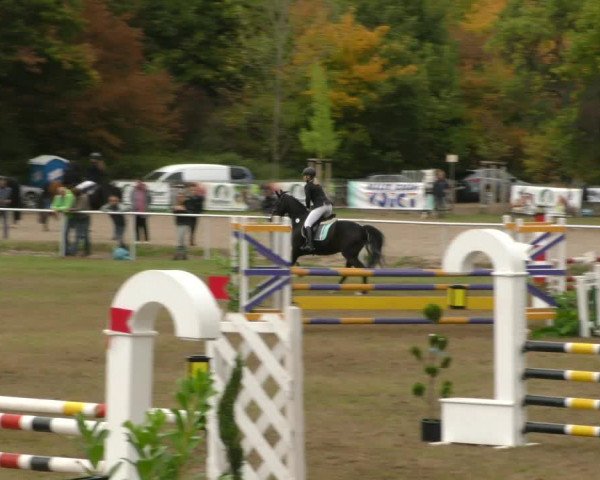 Reitturnier Wernigerode 2019