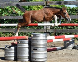 Pferd Gently vd Bisschop Z ET (Zangersheide Reitpferd, 2016, von George Z)