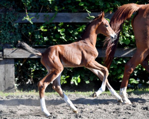 Horse Quinto vd Bisschop ET (Belgian Warmblood, 2016, from De Flor 111 Z)