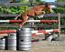 Pferd Queen vd Bisschop (Belgisches Warmblut, 2016, von Mosito van het Hellehof)