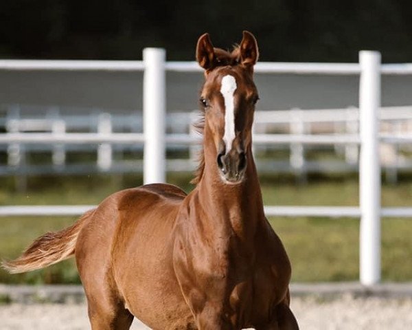 Pferd Cazal (Holsteiner, 2021, von Casall Ask)