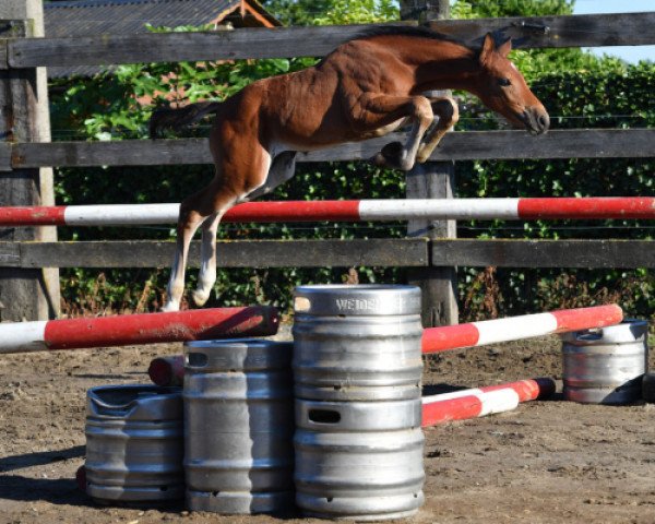 Springpferd Qualista vd Bisschop (Belgisches Warmblut, 2016, von Untouched) Springpferd Qualista vd Bisschop (Belgisches Warmblut, 2016, von Untouched)