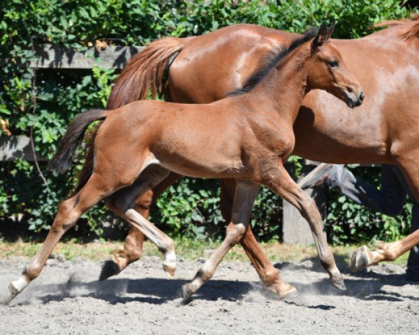 horse Qiri vd Bisschop ET (Belgian Warmblood, 2016, from VDL Groep Jos van D'Abdijhoeve)