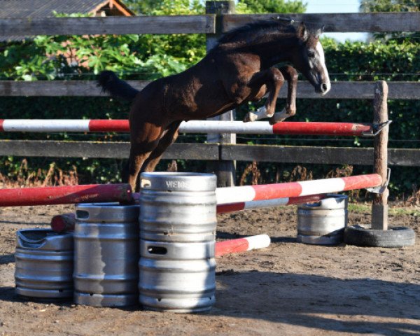 horse Quinet vd Bisschop ET (Belgian Warmblood, 2016, from VDL Harley)