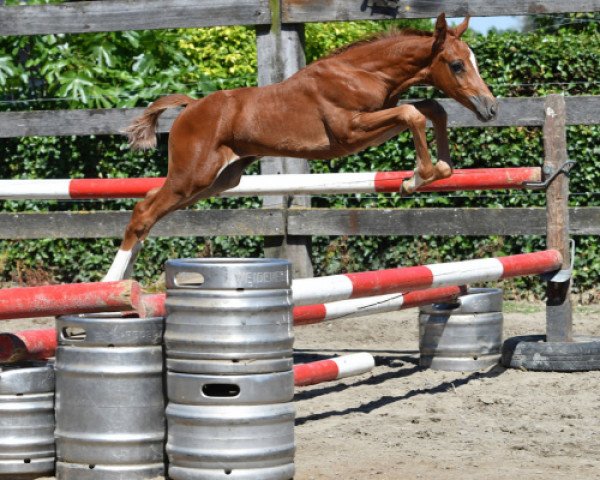 stallion Qatar vd Bisschop (Belgian Warmblood, 2016, from Diamant de Semilly)