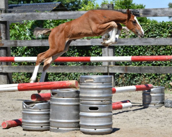 horse Quality vd Bisschop ET (Belgian Warmblood, 2016, from Echo van het Spieveld)