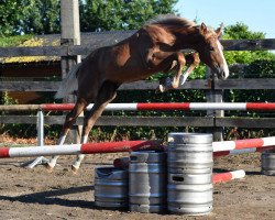 jumper Quasi vd Bisschop (Belgian Warmblood, 2016, from Vigo d'Arsouilles)