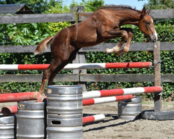 horse Quanta vd Bisschop (Belgian Warmblood, 2016, from Diamant de Semilly)