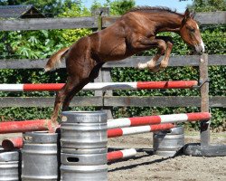 Pferd Quanta vd Bisschop (Belgisches Warmblut, 2016, von Diamant de Semilly)