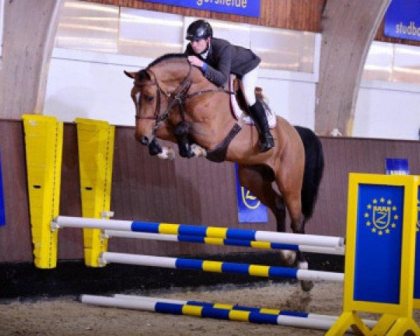 stallion VDL Groep Jos van D'Abdijhoeve (Belgian Warmblood, 2009, from Cooper van de Heffinck)