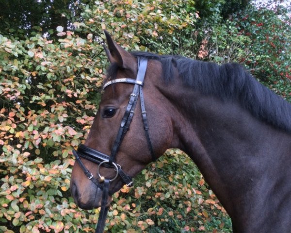 dressage horse Hypolith (Oldenburg, 2011, from Honeymoon)