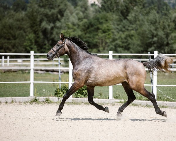 Pferd Honore de Quaprice (Selle Français, 2017, von Cornet Obolensky)