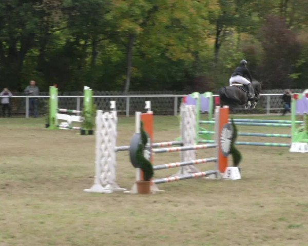 Reitturnier Wernigerode 2019