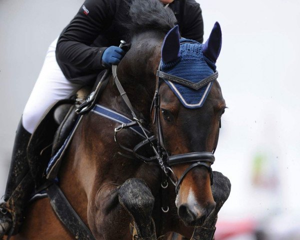 Springpferd La Ponte (Slowenisches Warmblut, 2002, von Le Matin)