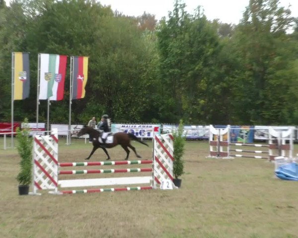 Reitturnier Wernigerode 2019