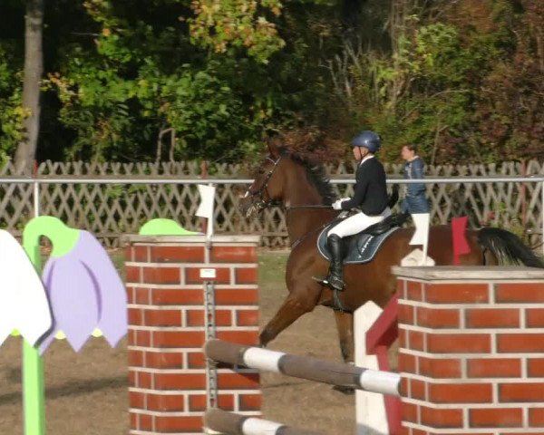 Reitturnier Wernigerode 2019