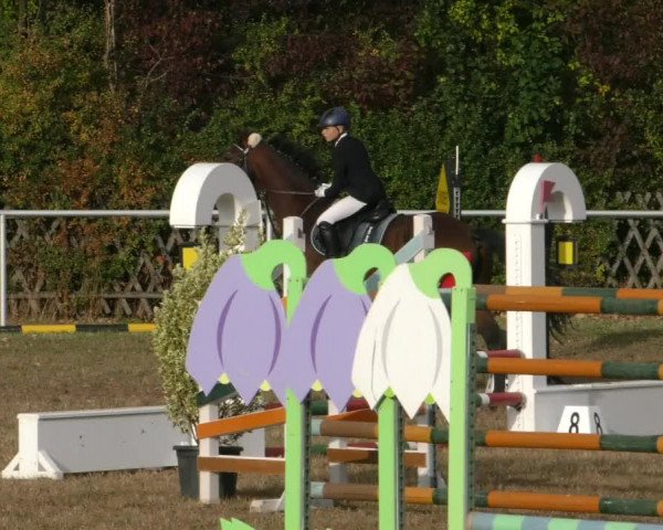 Reitturnier Wernigerode 2019