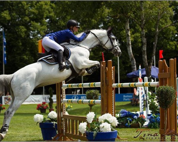Zuchtstute Cadela (Zangersheide Reitpferd, 2003, von Cassino Z)