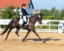 dressage horse Daily Sun (Oldenburg, 2000, from Day Dream)
