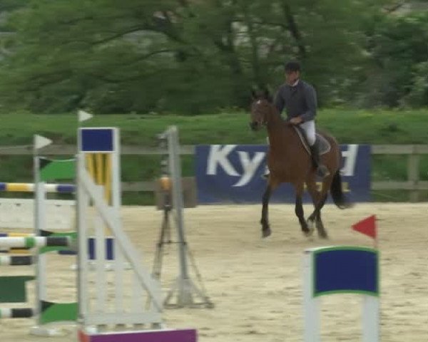 Pferd Acrobate de Chanay (Selle Français, 2010, von Thoas du Theillet)