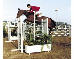 broodmare Pavlova des Malais (Selle Français, 1981, from Jalisco B)