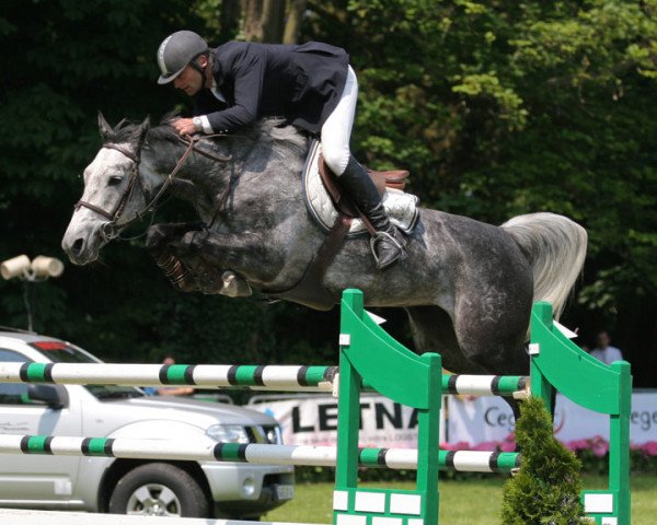 broodmare Milady d'Elle (Selle Français, 2000, from Adelfos)