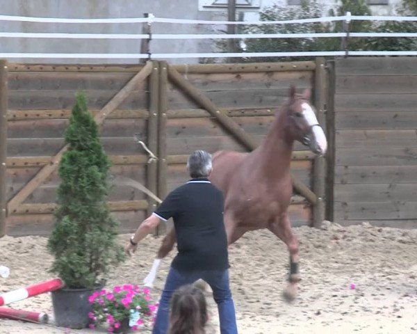 horse Acapello de Kergane (Selle Français, 2010, from Grand Chef Bleus)