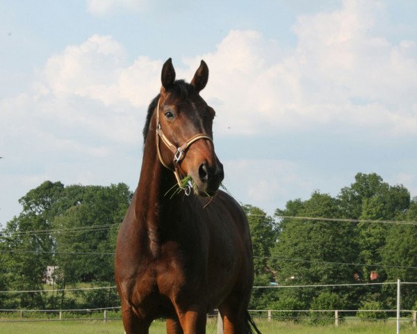Springpferd Leonotis (Deutsches Sportpferd, 2009, von Levistano)