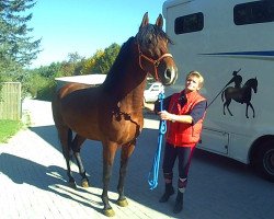 dressage horse Rumboso 5 (Pura Raza Espanola (PRE), 2011, from Benur II)