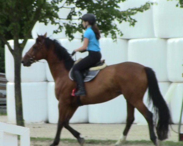 horse Darius (Westphalian, 2001, from Dimension)