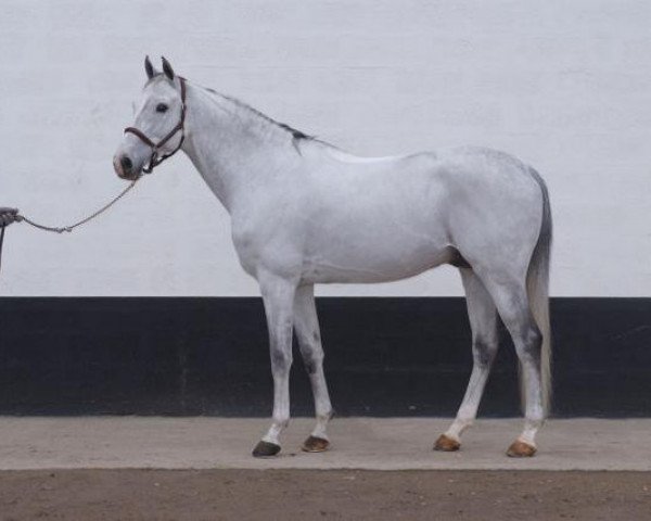 Deckhengst Kafka Brunemont (Selle Français, 1998, von Rêve d'Elle)
