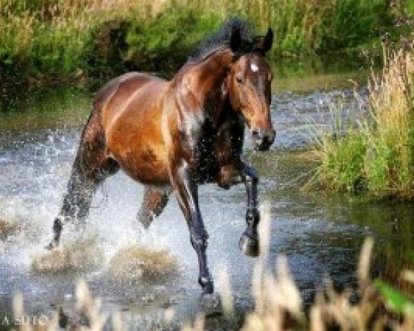 horse Royal Libre vom Wartenberg (German Warmblood, 2003, from Rubicell)