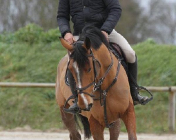 Springpferd Abunadh Pironniere (Selle Français, 2010, von Surcouf de Revel)